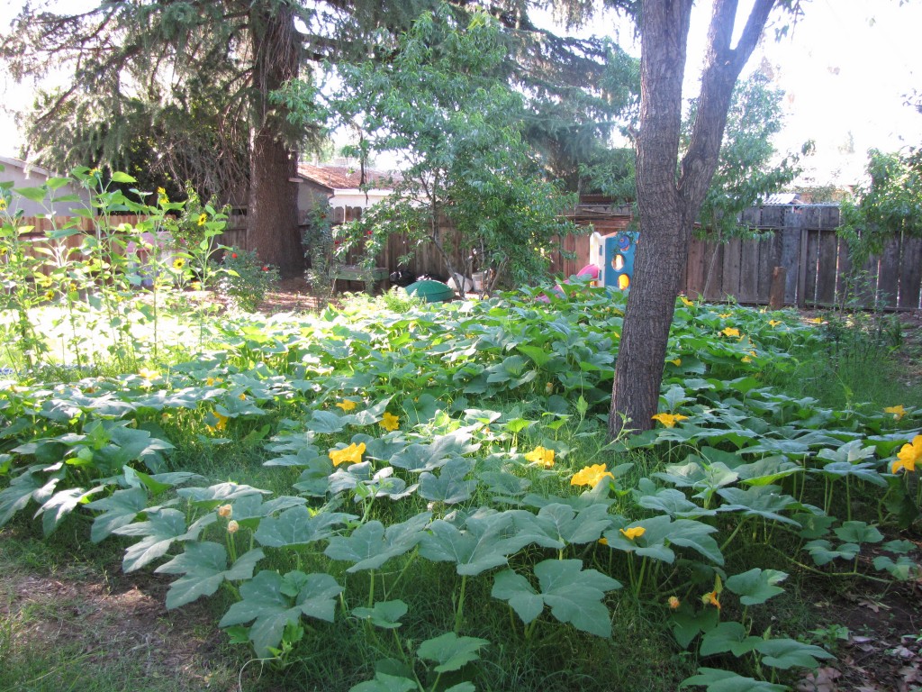 Compost Garden