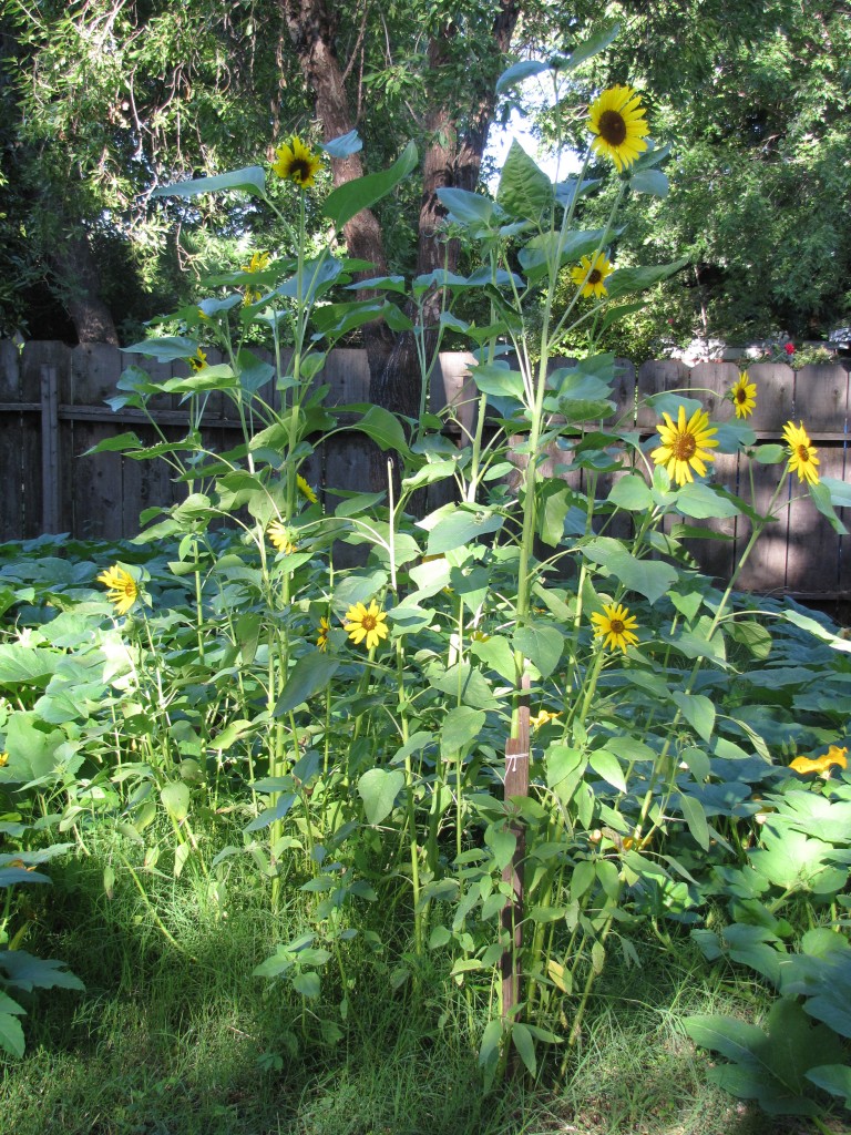 Compost Garden 2