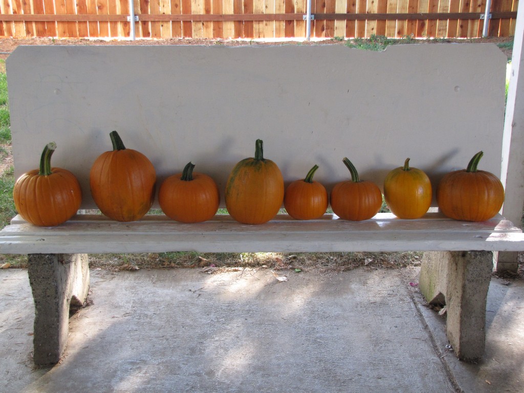 Compost Garden Harvest