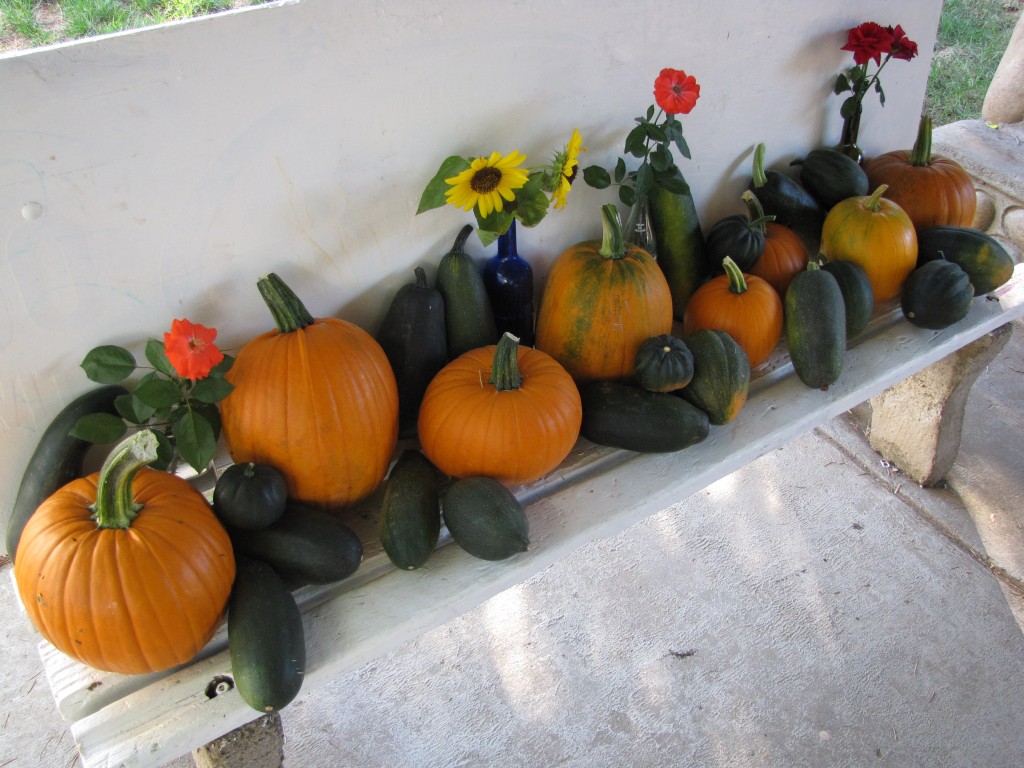 Compost Garden Harvest 2